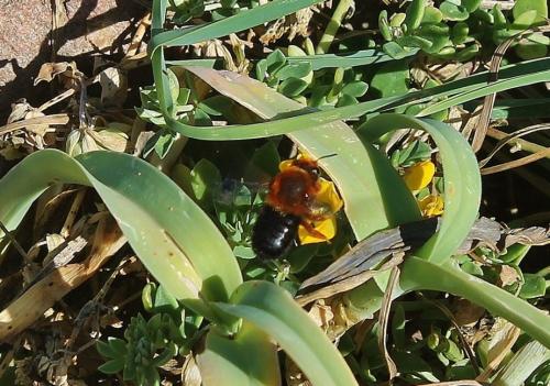 Megachile sicula